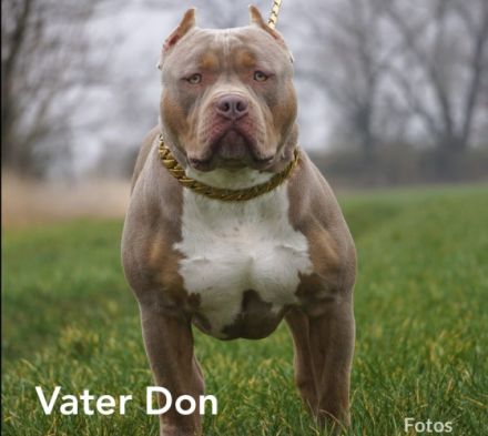 Liebe Bullyfreunde herzlich willkommen! Am 05.05.2022