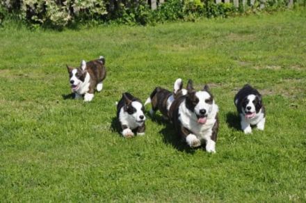 Die polnische Züchterin Iza Glowacka (spricht sehr gut