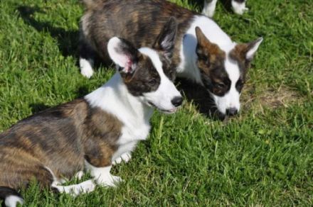 Die polnische Züchterin Iza Glowacka (spricht sehr gut