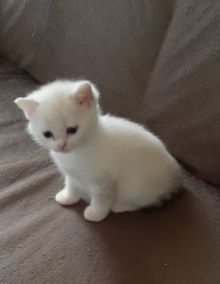 Frau Merkel und Herr Schröder haben Nachwuchs. Black