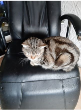 Frau Merkel und Herr Schröder haben Nachwuchs. Black