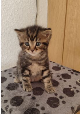 Frau Merkel und Herr Schröder haben Nachwuchs. Black