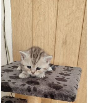 Frau Merkel und Herr Schröder haben Nachwuchs. Black