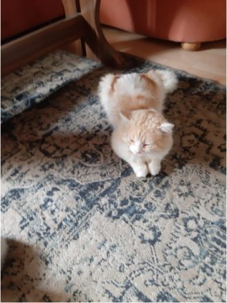 Frau Merkel und Herr Schröder haben Nachwuchs. Black