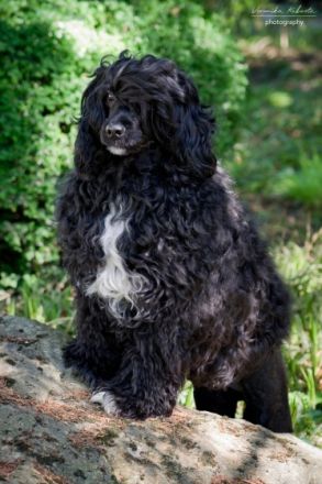 Bruno Valente Estrela de Agua