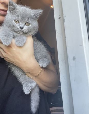 Hallo liebe Katzenfreunde. Endlich hat unsere Kätzchen