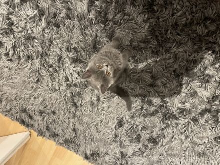 Hallo liebe Katzenfreunde. Endlich hat unsere Kätzchen