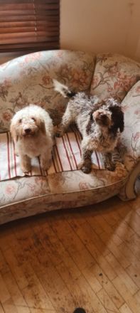 Meine Hündin namens Loritta hat 9 Gesundes und