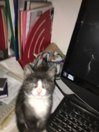 4 Mischlingskatzen, Baby Katzen sind 12 Wochen alt.