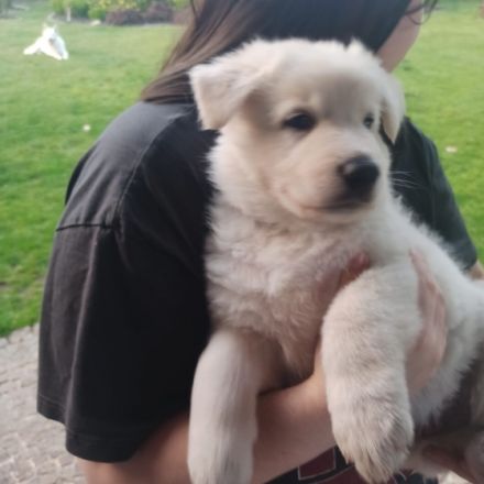 Guten Morgen. Biete hier einen weißen Schweizer