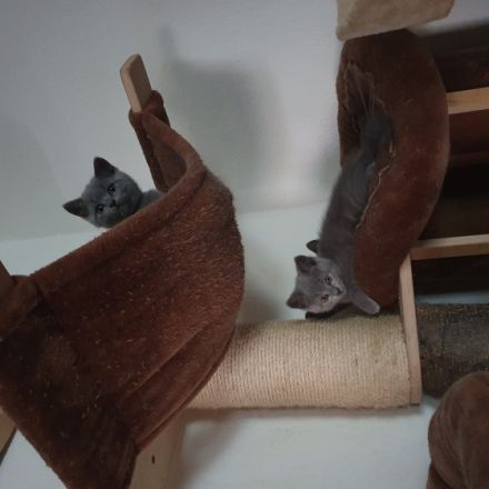 Hallo unsere Kitten 1 Katze und 3 Kater wurden am 24.3