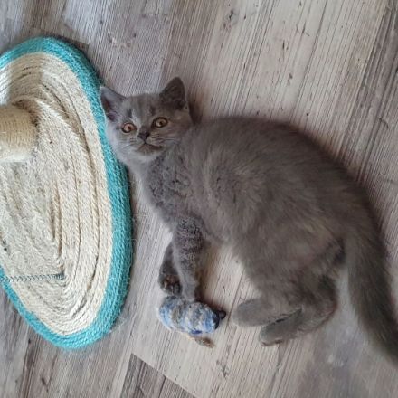 Hallo unsere Kitten 1 Katze und 3 Kater wurden am 24.3