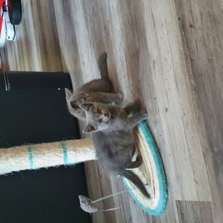 Hallo unsere Kitten 1 Katze und 3 Kater wurden am 24.3