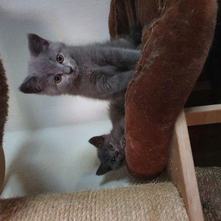 Hallo unsere Kitten 1 Katze und 3 Kater wurden am 24.3