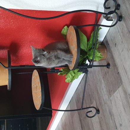 Hallo unsere Kitten 1 Katze und 3 Kater wurden am 24.3