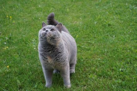 Britisch Kurzhaar von der Neuen Welt