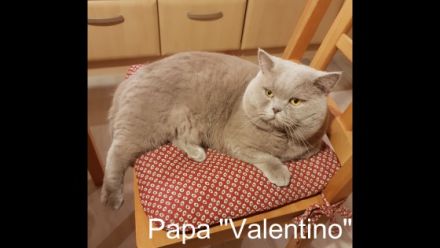 Britisch Kurzhaar "Von der Neuen Welt" kündigt einen