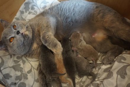 Britisch Kurzhaar "Von der Neuen Welt" kündigt einen