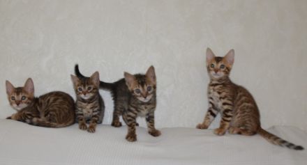 Reinrassige Bengal Kitten mit Stammbaum Zuchtfrei EU