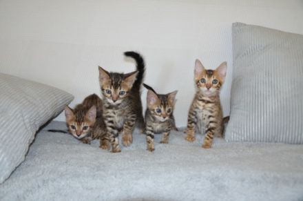 Reinrassige Bengal Kitten mit Stammbaum Zuchtfrei EU