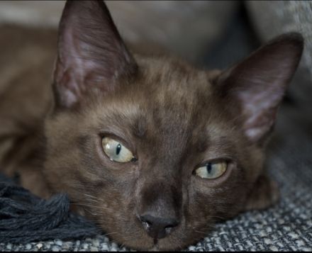 Am 1.3.22 hat unsere Nofri 3 Söhne geboren. Einen in