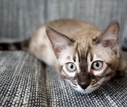 Am 1.3.22 hat unsere Nofri 3 Söhne geboren. Einen in