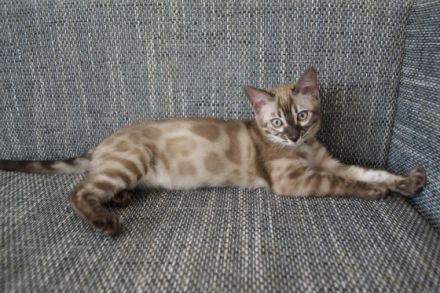 Am 1.3.22 hat unsere Nofri 3 Söhne geboren. Einen in