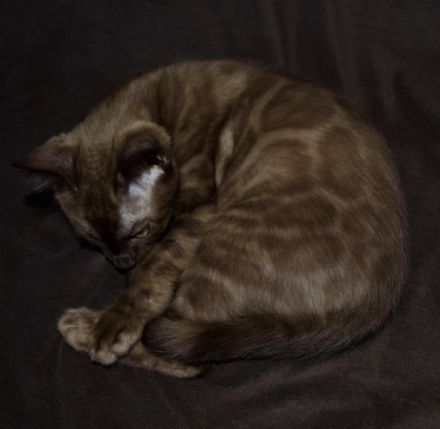 Am 1.3.22 hat unsere Nofri 3 Söhne geboren. Einen in