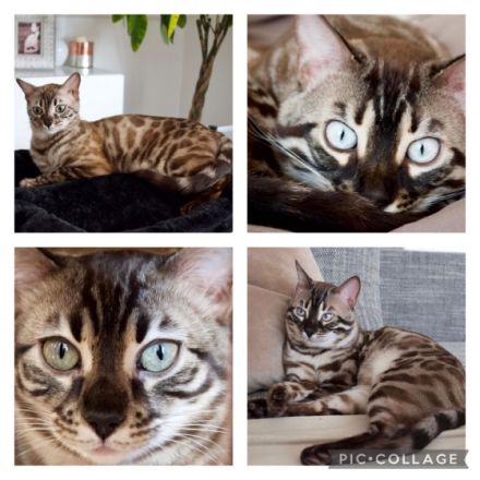 Am 1.3.22 hat unsere Nofri 3 Söhne geboren. Einen in