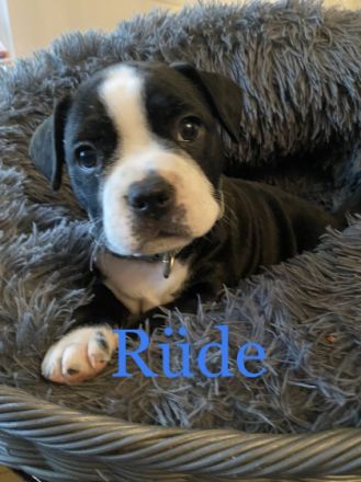 American Bully Pocket Welpen. Wir unsern Alter erreicht