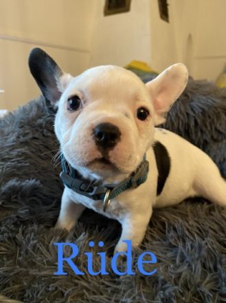 American Bully Pocket Welpen. Wir unsern Alter erreicht