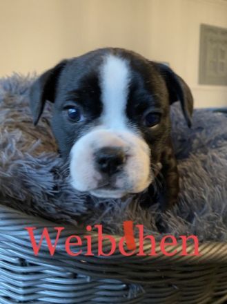 American Bully Pocket Welpen. Wir unsern Alter erreicht