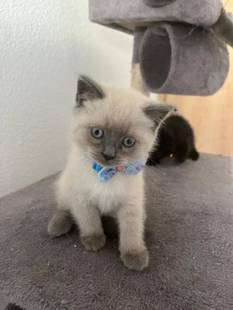 Meine Britische Kurzhaar hat am 21.3.22 Nachwuchs