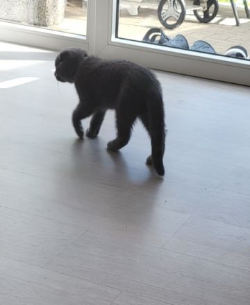 Meine Britische Kurzhaar hat am 21.3.22 Nachwuchs