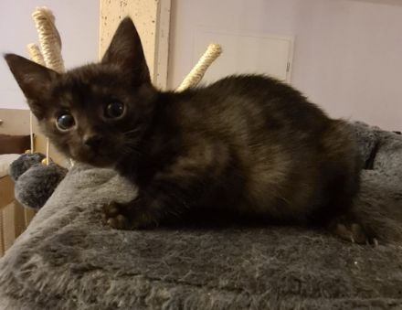 Wunderschöne und typvolle Ägyptische Maus abzugeben. 2