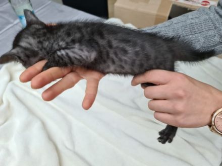 Wunderschöne und typvolle Ägyptische Maus abzugeben. 2