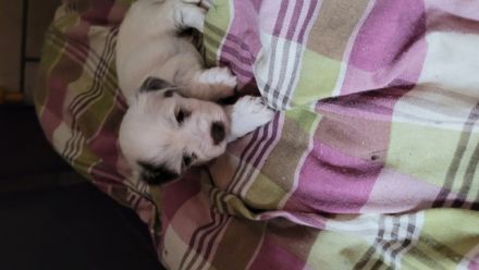 Hallo , wir suchen ein Liebevolles neues Zuhause für