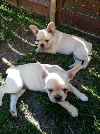 Wünderschöne Französische Bulldoggen Welpen mit