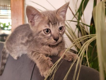 Wir suchen für unsere kleinen Bengalkater in blue