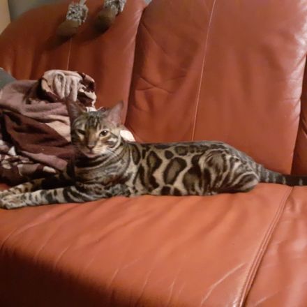Wir suchen für unsere kleinen Bengalkater in blue