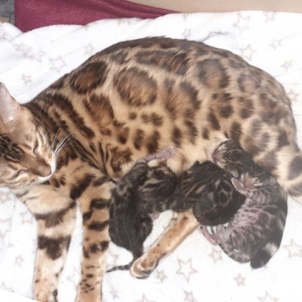 Wir suchen für unsere kleinen Bengalkater in blue