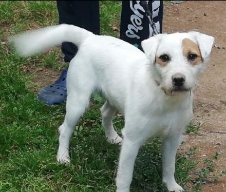 Unsere Parson Russell Terrier Hündin Heidi hat