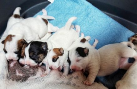 Unsere Parson Russell Terrier Hündin Heidi hat