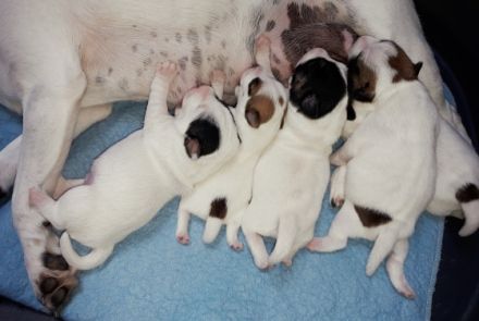 Unsere Parson Russell Terrier Hündin Heidi hat