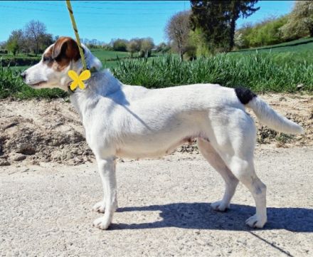 Unsere Parson Russell Terrier Hündin Heidi hat