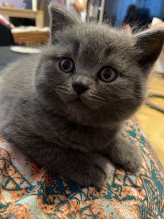 Ich hab sechs Kätzchen zum abgeben. Abgabe Termin ist