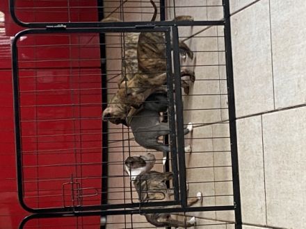 American Bully, Welpen