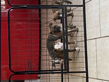 American Bully, Welpen