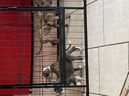 American Bully, Welpen