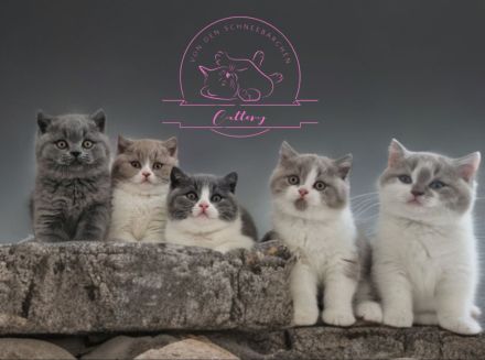 Von den Schneebärchen